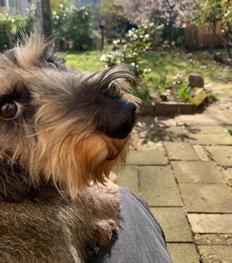 Foto - Dackelblick statt Domblick - 900,00&nbsp;EUR Kaltmiete, ca.&nbsp; 40,00&nbsp;m&sup2;