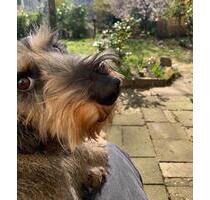 Dackelblick statt Domblick - 900,00 EUR Kaltmiete, ca. 40,00 m² in Köln (PLZ: 50937) Lindenthal Dackelblick statt Domblick - 900,00 EUR Kaltmiete, ca. 40,00 m² in Köln (PLZ: 50937) Lindenthal