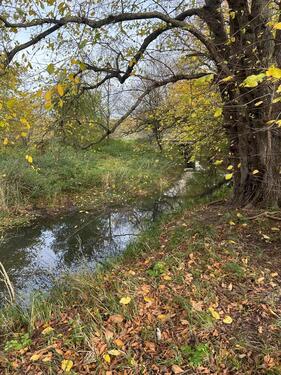 Foto - Grünlandfläche am Bachlauf in Nauheim zu verpachten – 627 m² N