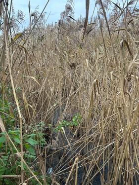 Foto - Grundst&uuml;ck in Nauheim