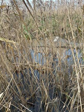 Foto - Grundst&uuml;ck in Nauheim zur Miete