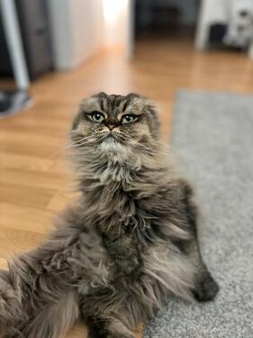 Foto - Zimmer in 2er Wohnung für( APRIL) mit zwei Katzen