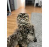 Zimmer in 2er Wohnung für( APRIL) mit zwei Katzen - Berlin Mitte