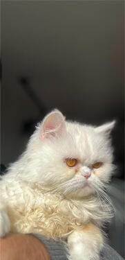 Foto - Etagenwohnung in Berlin zur Miete