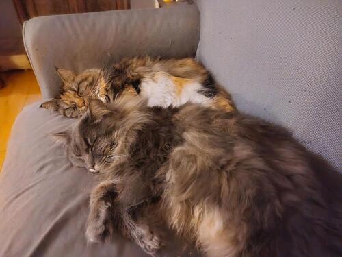 Foto - 1 Zimmer Etagenwohnung in Leipzig