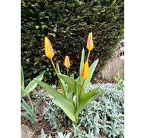 Gestaltbarer Pachtgarten – Deine grüne Oase in Erfurt mit 330 qm