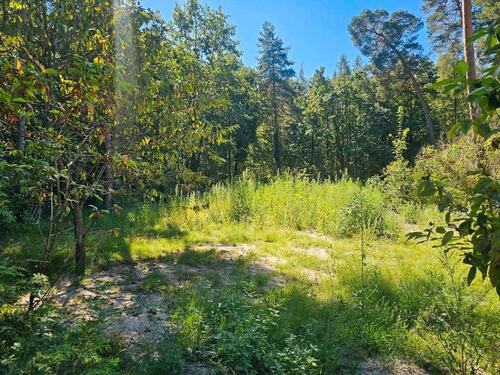 Foto - Schönwald glien Grund waldstück