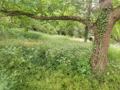 Foto - Grundst&uuml;ck in Heppenheim (Bergstraße)