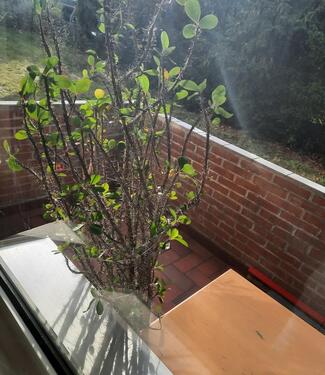 Foto - 2 Zimmer Wohnung - 495,00 EUR Kaltmiete,