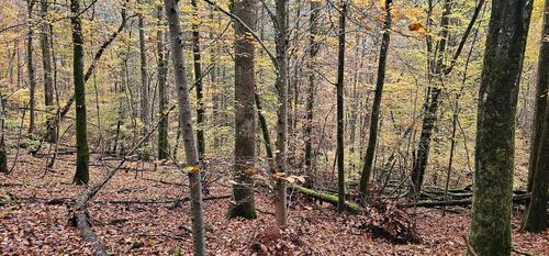 Foto - Waldgrundstück Ramberg - 3.500,00&nbsp;EUR Kaltmiete, ca.&nbsp; 0,00&nbsp;m&sup2;