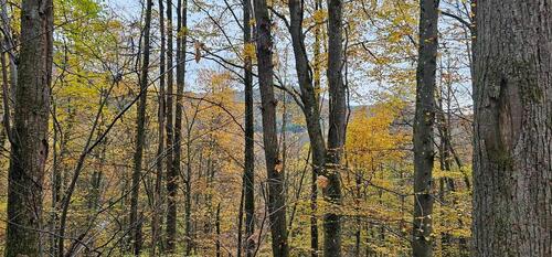 Foto - Grundst&uuml;ck zur Miete in Albersweiler