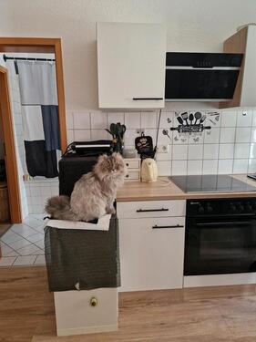 Foto - 1 Zimmer Etagenwohnung zur Miete in Halle (Saale)