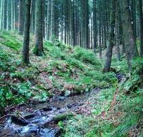 Fewo Sauerland teilweise über Weihnachten + Sylvester noch frei - Eslohe (Sauerland)