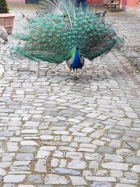 Foto - 4 Zimmer Wohnung - 560,00&nbsp;EUR Kaltmiete, ca.&nbsp; 85,00&nbsp;m&sup2;