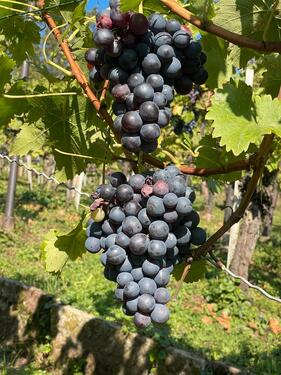 Foto - Grundst&uuml;ck zur Miete in Stuttgart