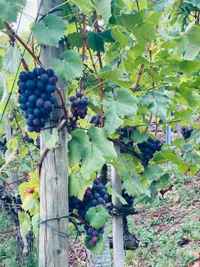 Foto - Grundst&uuml;ck in Stuttgart