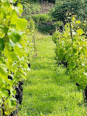 Foto - Grundst&uuml;ck in Stuttgart zur Miete