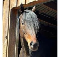 Perfekt für Mensch und Tier – Moderner Resthof in Nordfriesland - Högel