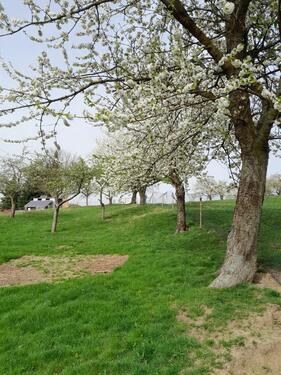 Foto - Bauernhaus, Landhaus in Hohnstein zum Kaufen