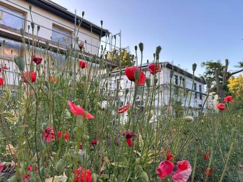 Foto - 4 Zimmer Etagenwohnung zur Miete in Magdeburg