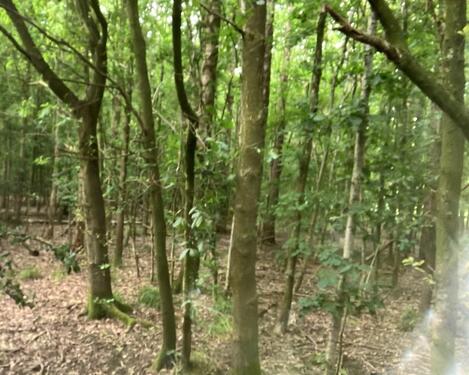 Foto - Wald 4,25 ha in Hinte, Ostfriesland