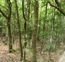 Wald 4,25 ha in Hinte, Ostfriesland