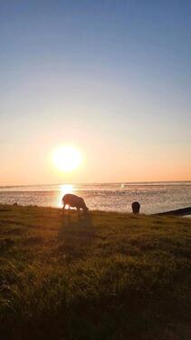 Foto - Urlaub auf dem Lande Ferienwohnung mit Hund Nordsee