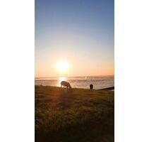 Urlaub auf dem Lande Ferienwohnung mit Hund Nordsee - Esens