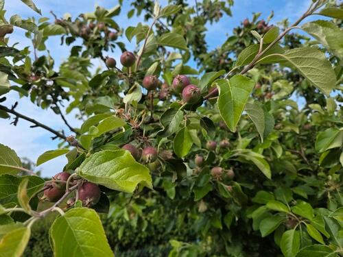 Foto - Kleingarten Schrebergarten - 3.200,00 EUR Kaltmiete, ca.  0,00 m²