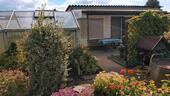 Foto - Garten abzugeben, Anlage Klosterfeld, Laube massiv, Gewächshaus