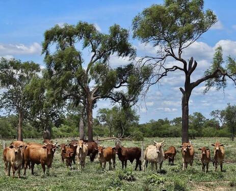 Foto - Exklusive Investmentgelegenheit: 16.000 ha-Paraguay