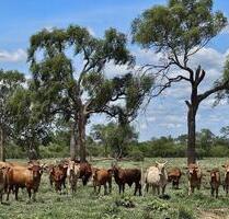 Exklusive Investmentgelegenheit: 16.000 ha-Paraguay - Germering