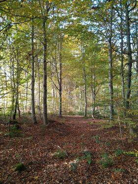 Foto - Wald, Freizeitgrundstück - 9,00&nbsp;EUR Kaltmiete, ca.&nbsp; 0,00&nbsp;m&sup2;