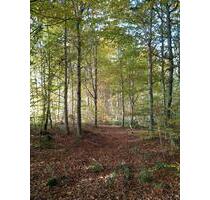 Wald, Freizeitgrundstück - 9,00&nbsp;EUR Kaltmiete, ca.&nbsp; 0,00&nbsp;m&sup2; in Vilgertshofen (PLZ: 86946)