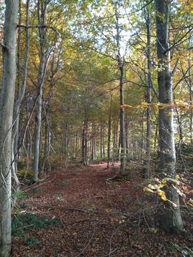 Foto - Grundst&uuml;ck zur Miete in Vilgertshofen