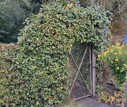 Foto - Grundst&uuml;ck zur Miete in Stralsund