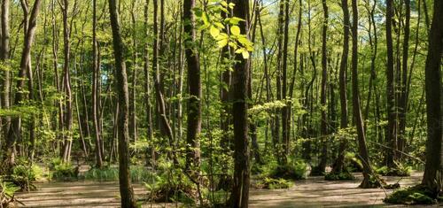 Foto - Waldfläche bei Bottenbach - 1.100,00&nbsp;EUR Kaltmiete, ca.&nbsp; 0,00&nbsp;m&sup2;