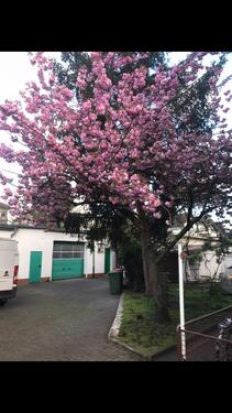 Foto - 3 Zimmer Erdgeschoßwohnung zur Miete in Offenbach am Main