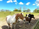Foto - Ferienwohnungen 4 und 6 Pers.Ostern frei ! Ponyreiten inkl.