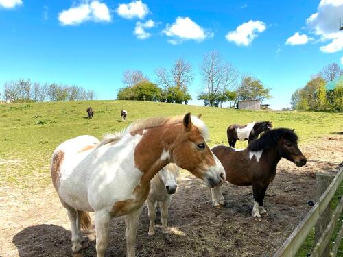 Foto - Ferienwohnungen 4 und 6 Pers.Ostern frei ! Ponyreiten inkl.