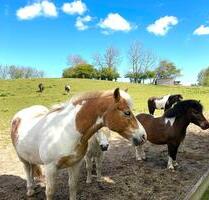 Ferienwohnungen 4 und 6 Pers.Ostern frei ! Ponyreiten inkl. - Stoltebüll