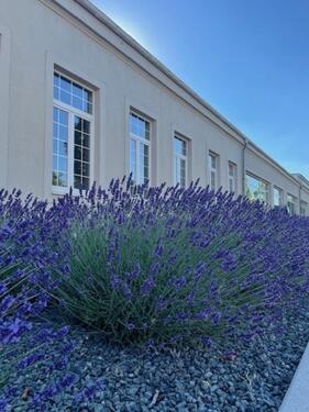 Foto - andere in Dresden