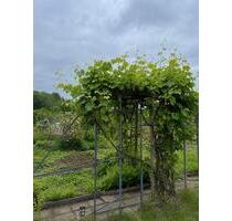 Mietgarten Kleingarten zur Übernahme - Hildesheim Himmelsthür