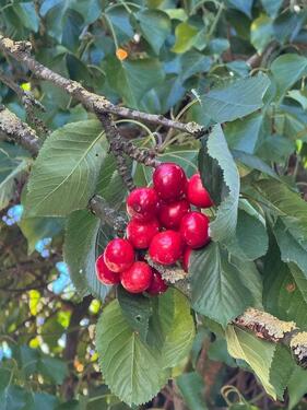Foto - andere in Itzehoe zur Miete