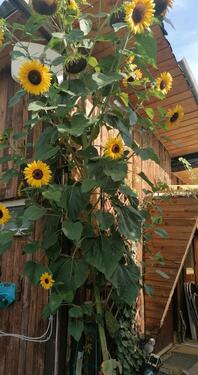 Foto - Pacht Garten - 1.500,00&nbsp;EUR Kaltmiete, ca.&nbsp; 0,00&nbsp;m&sup2;