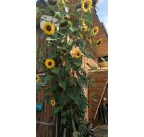 Pacht Garten - 1.500,00&nbsp;EUR Kaltmiete, ca.&nbsp; 0,00&nbsp;m&sup2; in Magdala (PLZ: 99441)