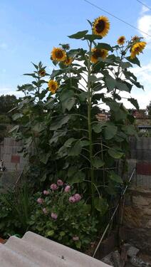 Foto - Grundst&uuml;ck in Magdala