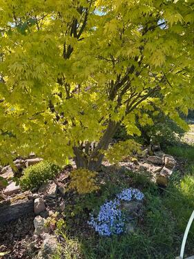 Foto - Grundst&uuml;ck zur Miete in Metelen