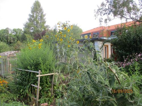 Foto - Grundstück zur Miete in Freiberg