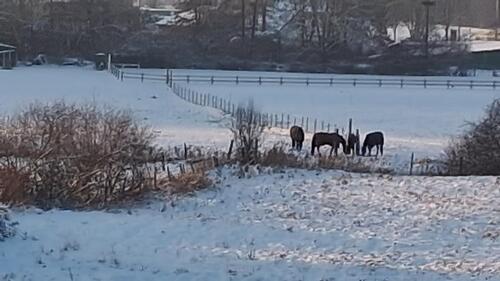 Foto - traumhafter Blick auf Pferdekoppel möbl. 3 Zimmer WG - 28.4.26